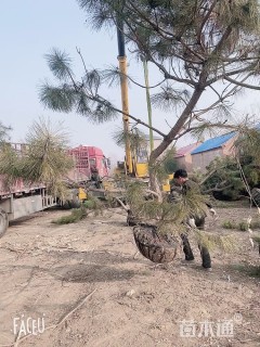 高度400厘米黑松
