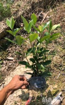 高度50厘米大叶栀子