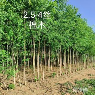 12公分丝棉木