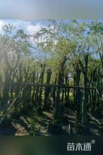 5公分红千层