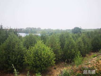 高度300厘米白皮松