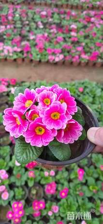 高度18厘米报春花