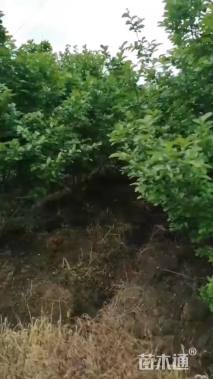 高度350厘米丛生紫薇