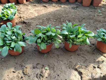 高度10厘米黑心金光菊