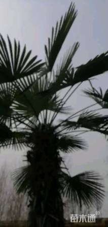 裸干高20厘米棕榈