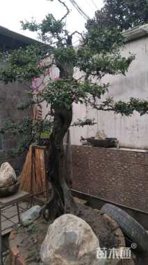 精品碳化扁扁货。