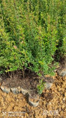 高度30厘米火棘