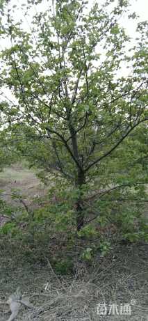 15公分杏树
