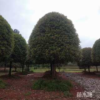 10公分桂花