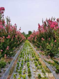 6公分紫薇