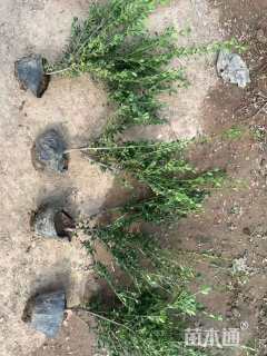 高度80厘米龟甲冬青