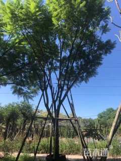 20公分黄花风铃木