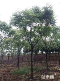 15公分黄山栾树