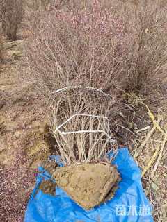 冠幅150厘米紫叶小檗球