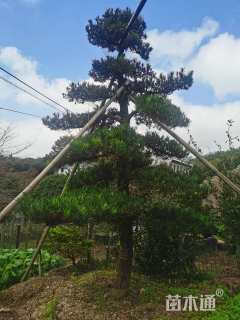 10公分造型五针松