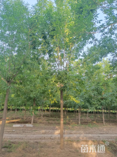 高度600厘米小叶白蜡