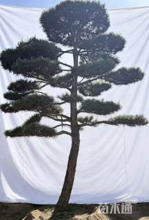 精品造型黑松