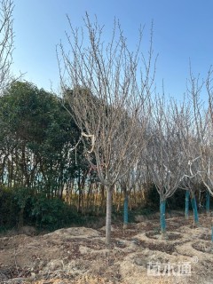 16公分日本早樱