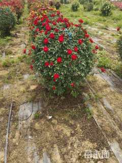 高度100厘米月季