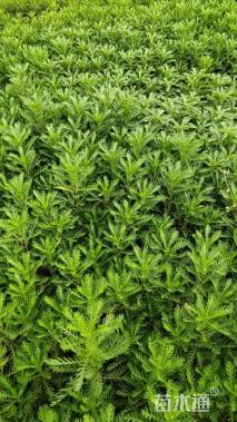 高度25厘米黄缨菊