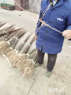 高度50厘米三角枫小苗