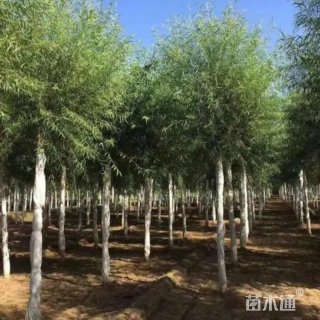 15公分馒头柳