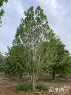 高度300厘米丛生白蜡