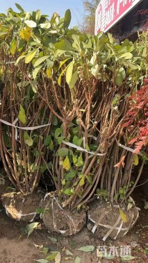 高度50厘米结香