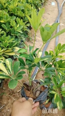 高度30厘米花叶鸭脚木