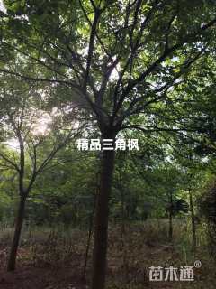 10公分三角枫