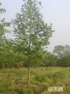 15公分北美枫香