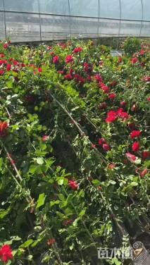150厘米藤本月季