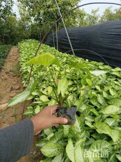 高度30厘米合果芋