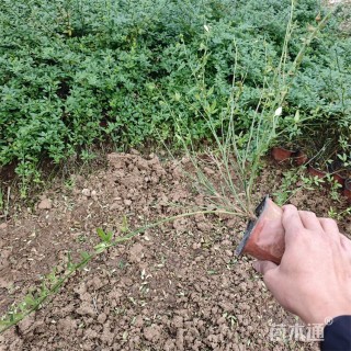 高度70厘米迎春花
