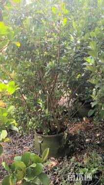 高度250厘米欧洲荚蒾