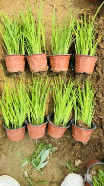 高度30厘米黄菖蒲