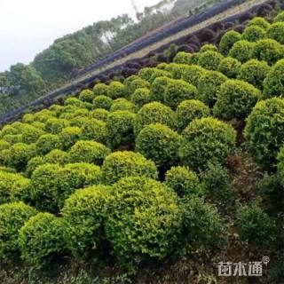 冠幅120厘米金森女贞球