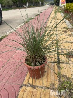 高度30厘米蒲苇