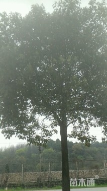 15公分香樟