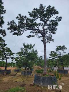 高度500厘米黑松