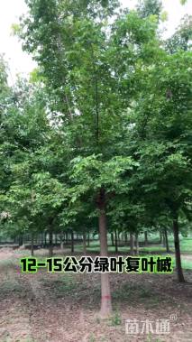 7公分绿叶复叶槭