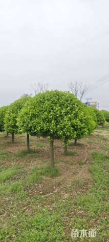 8公分高杆卫矛球