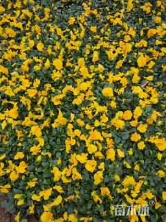 高度15厘米三色堇