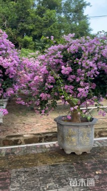 高度250厘米三角梅