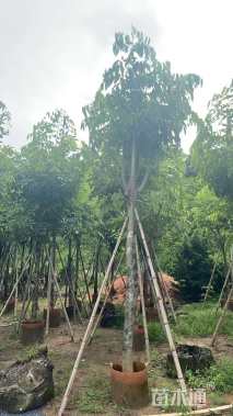 12公分腊肠树