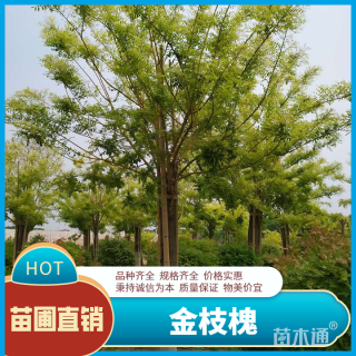 15公分金枝槐