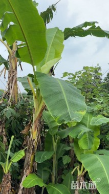 高度100厘米芭蕉
