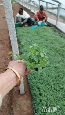 高度20厘米千屈菜