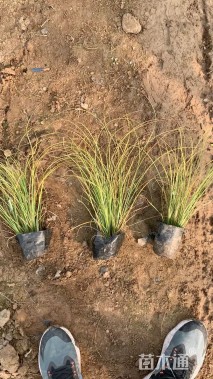 高度30厘米披针叶苔草