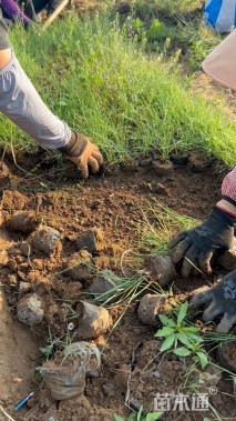 高度20厘米粉黛乱子草